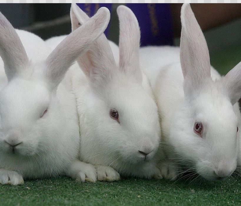 ХИКОЛЬ кролик Ферма