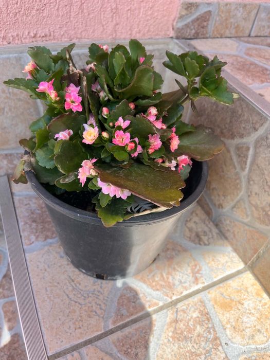 Floare ornamentala