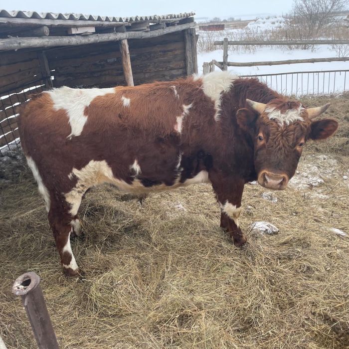Продам быка на племя