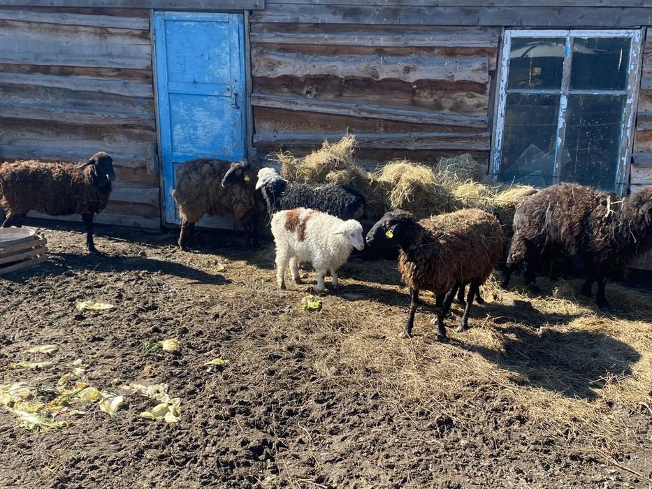 Продам баранов 7шт.