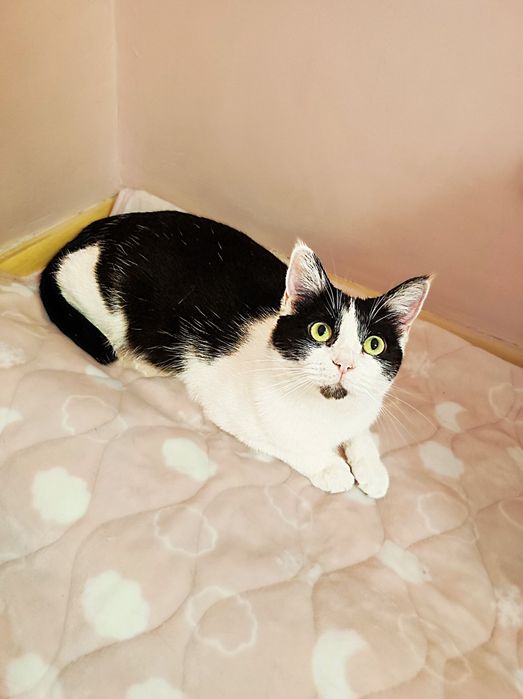 Кошка в добрые руки