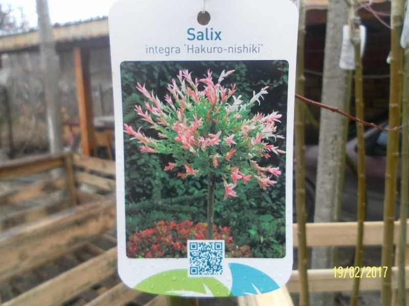 Японска върба Salix Hakuro Nishiki - Фламинго