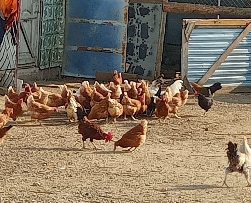 Продам куриц и бройлеры