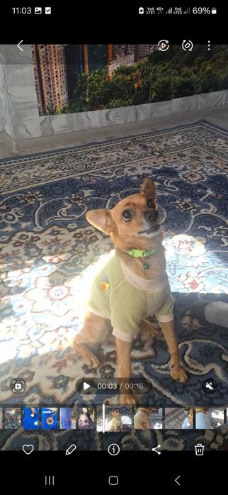 Мальчик той ищет невесту