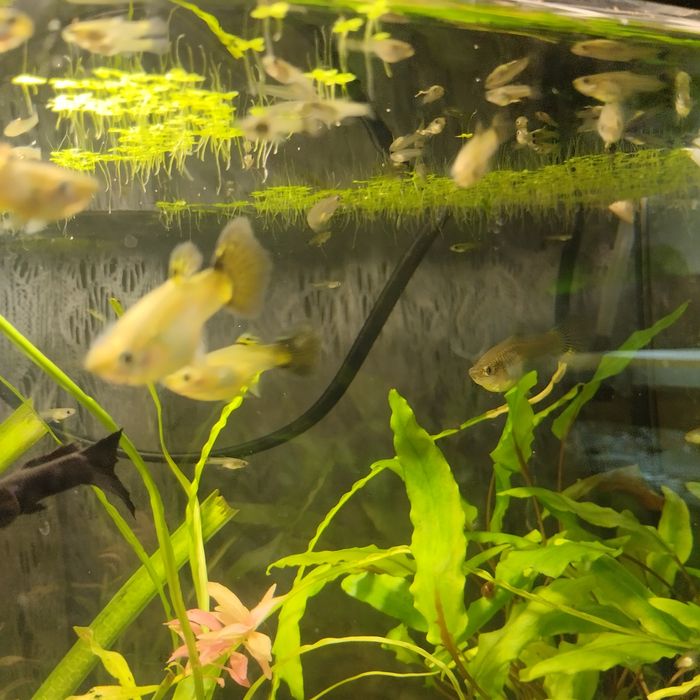 Продам гуппи, креветки, аквариум