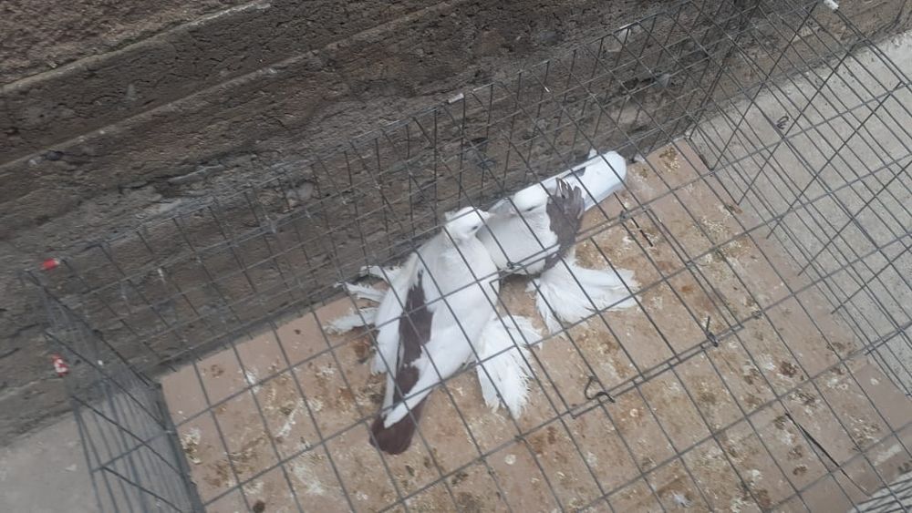 Голуби с/к персы