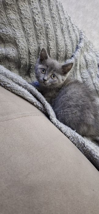Британские короткошерстные котята