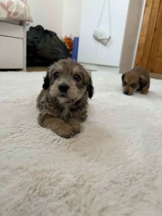 Căței Teckel își caută un cămin iubitor