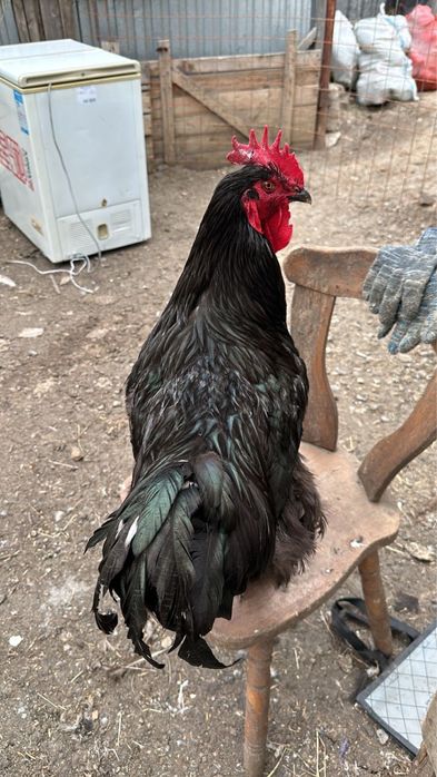 Продам породистых петухов