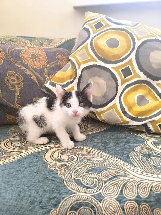 Котёнок в хорошие руки
