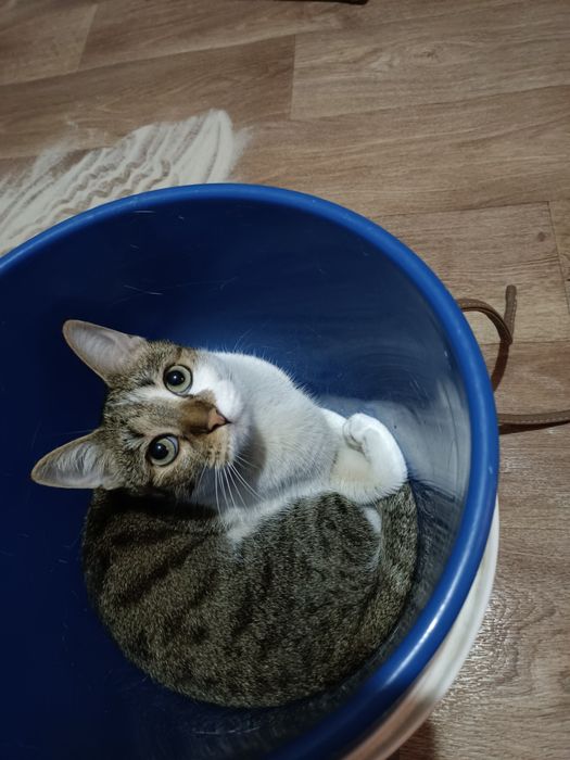 Прикольная стерилизованная кошечка