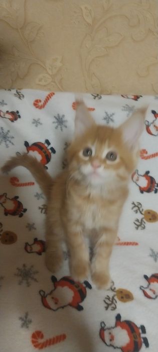 Котята Мейн куны