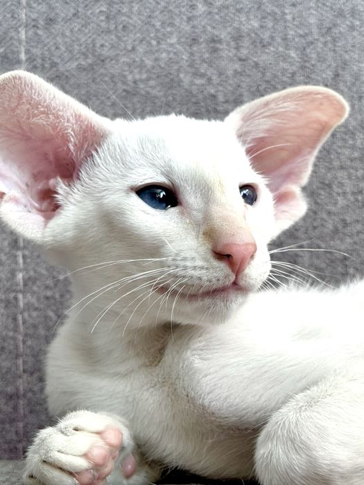 Ориентальная кошка петерболд