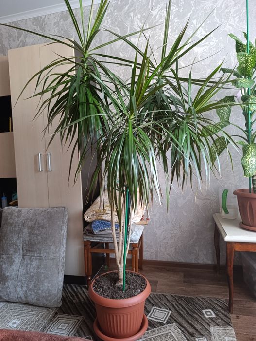 Драцена (Dracaena)