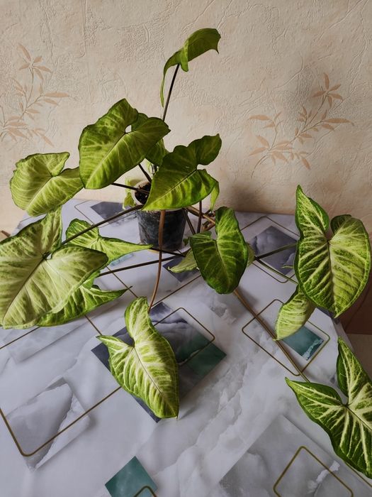 Комнатные растения, распродажа.