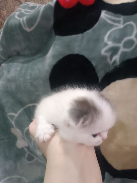 Вислоухие котята