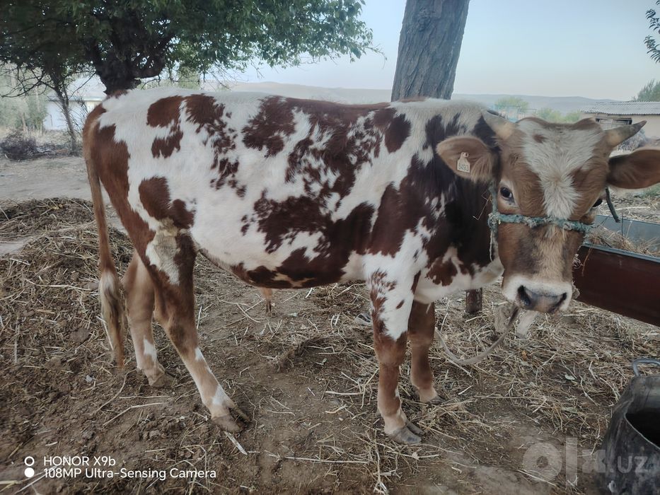 Buqalar sotiladi 3 tasi bir joyda
