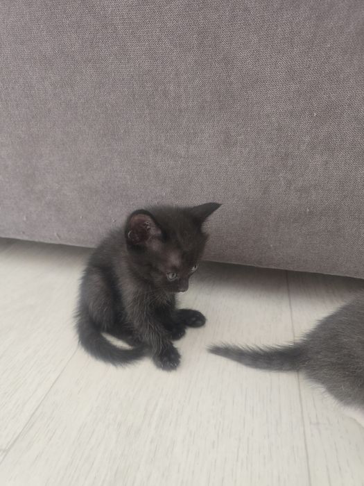 Отдам котят в добрые руки