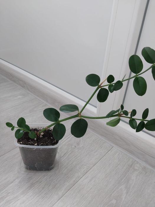 Карисса плодоносящие растение