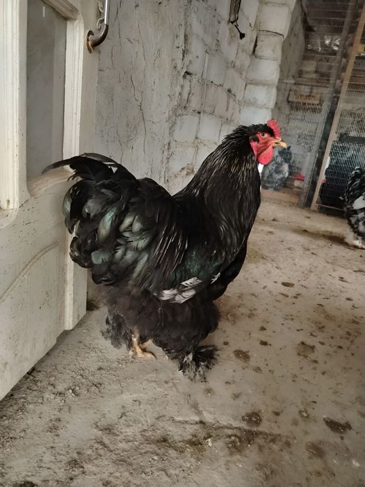 Брама хурозлари 350минг