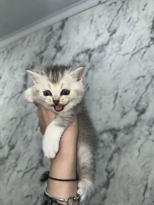 Шотландские шиншиллы котята