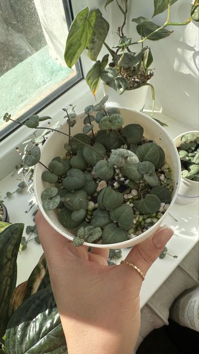 Церопегия Вуда/Вуди растение