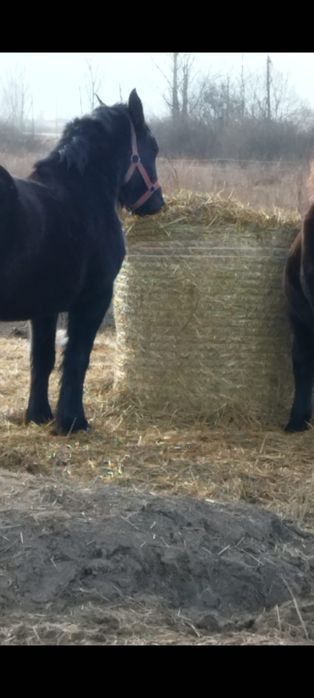 Vând armăsari, iep, mânji.