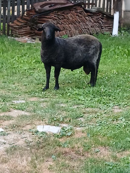 Vând berbecuț pentru sacrificat sau ținut