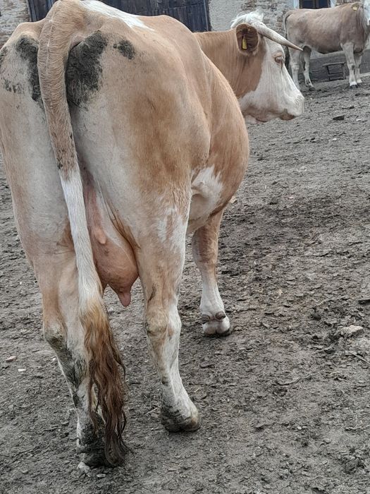 Vând vaca cu vițel belgian