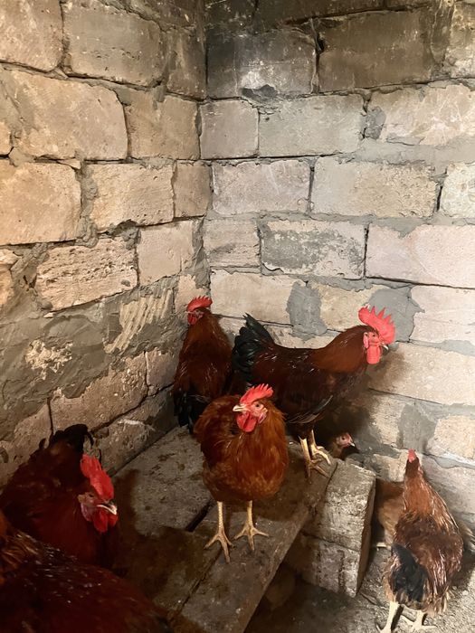 Сперматозоидпен жабылған мүшесін жұлып алу