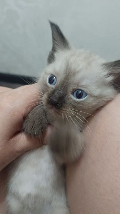 Котята 1.5 месяца