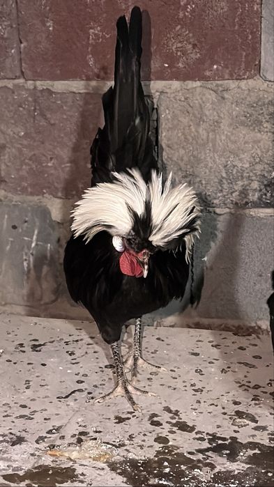 Куры редкие молодые