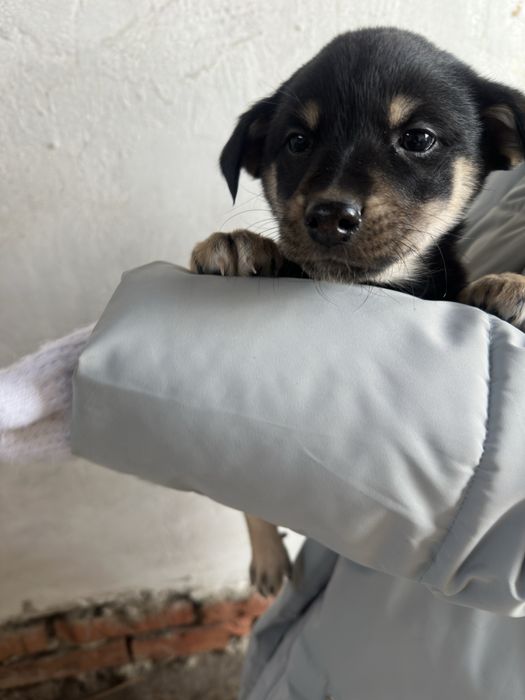 Мальчик щенок ищет дом