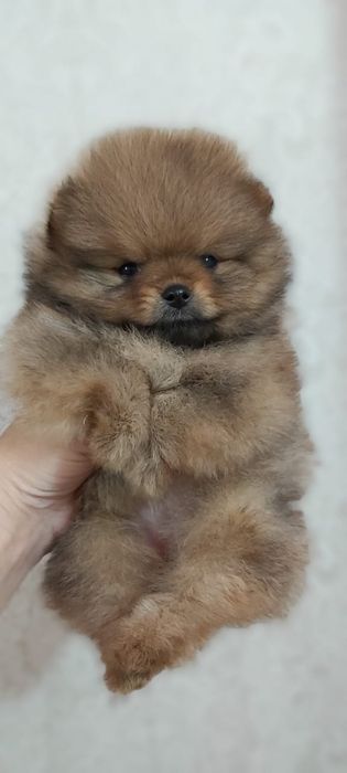 Шпицы мальчики и девочки