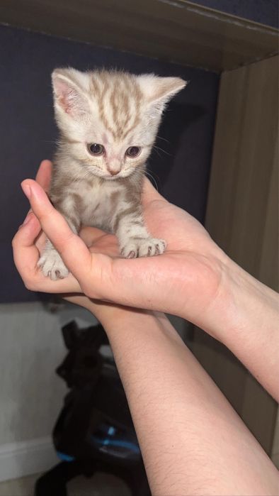 Вязка Скоттиш-страйт