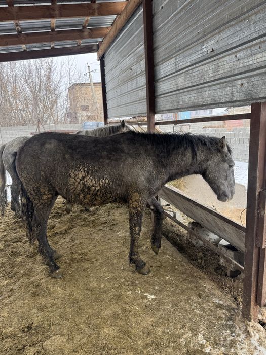 Жылкы ет мясо кунан байтал