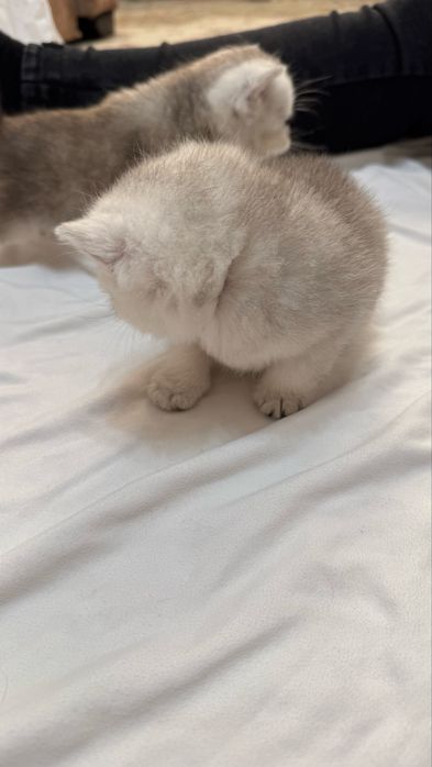 Продаются котята  британские шиншилллы