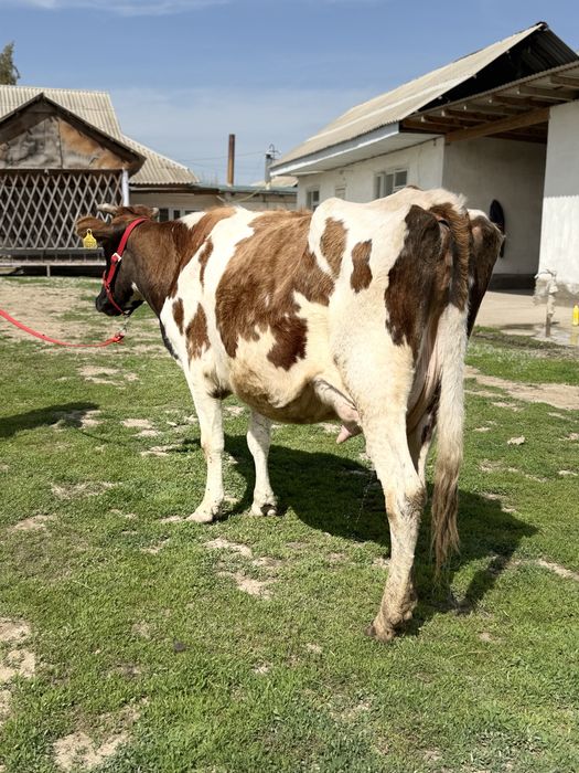 Сүтті бұзаулы сиыр Симментал