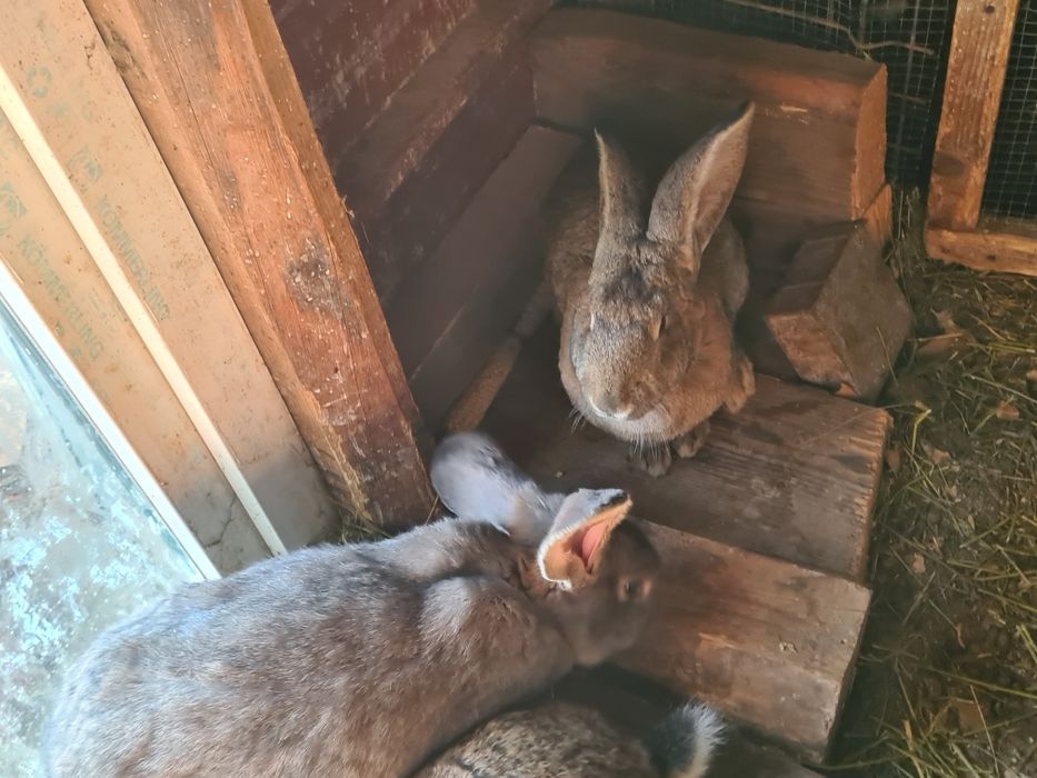 Iepuri masculi și femele gestante