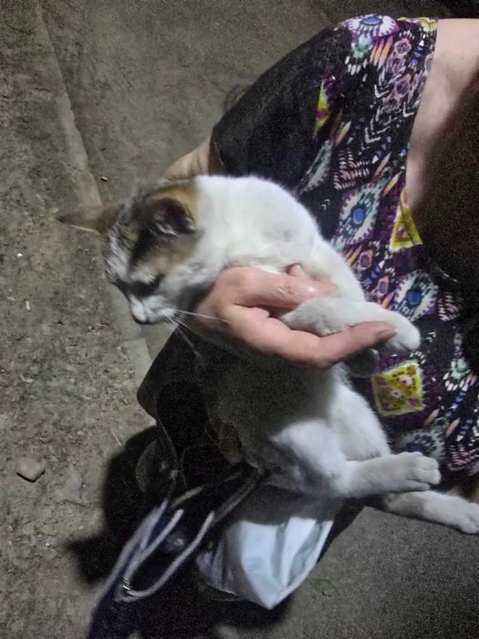 Маленький котенок