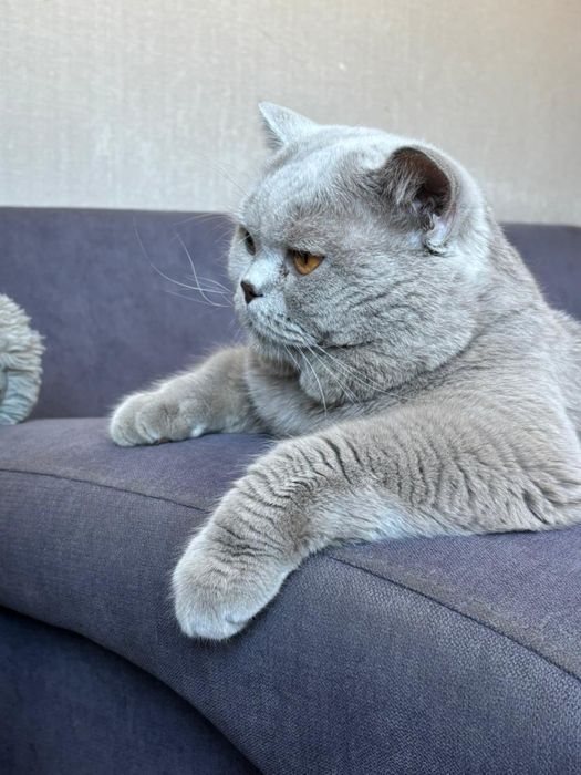 Кот Скоттиш страйт приглашает на вязку !Находимся район Сарыарка