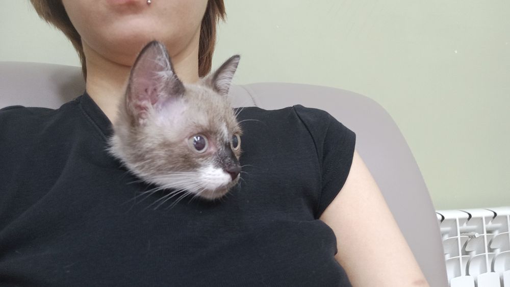 Отдам котят у нас 3
