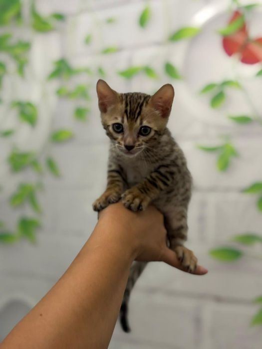 Продаю бенгальского котенка 2 месяца