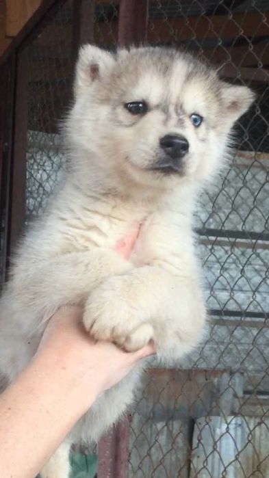 Серебристый мальчик с разными глазками