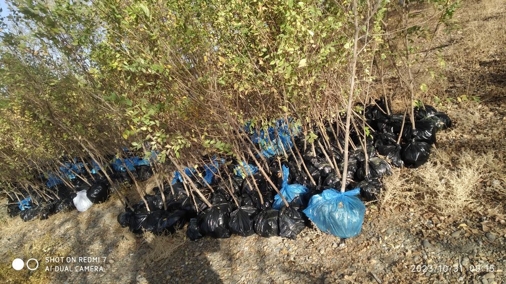 Yashil makon loyihasi uchun turli xil manzarali koʻchatlar sotiladi