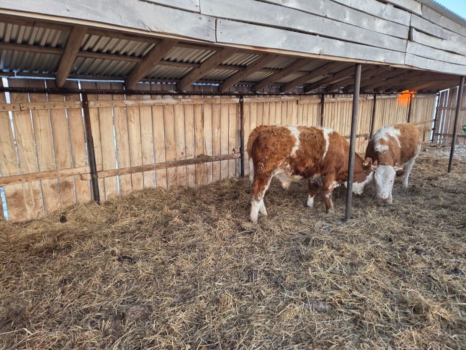 Продажа племенного скота