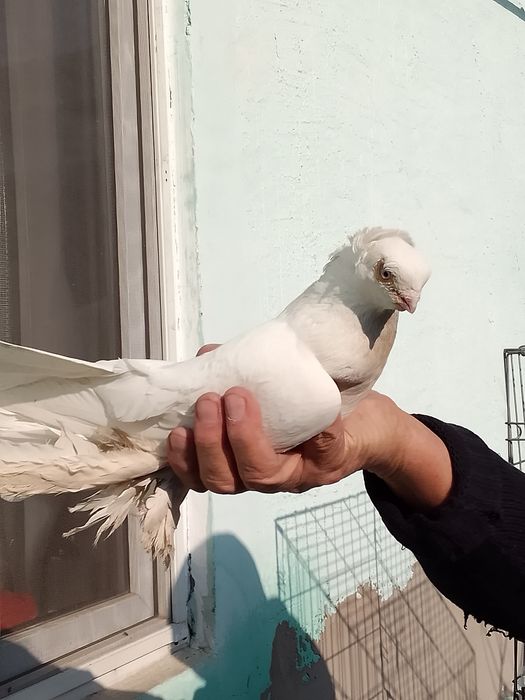 Продам голуби тараз