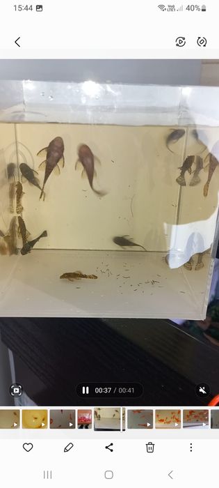 Ancistrusi-pesti exotici