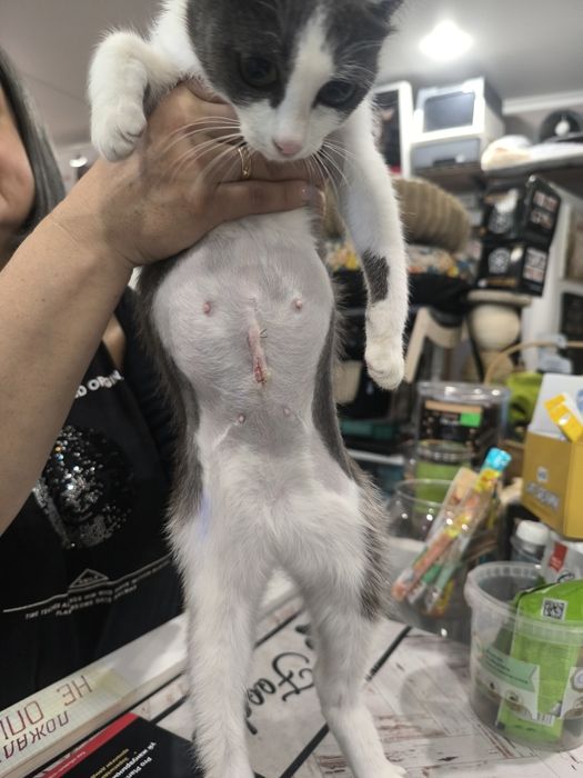 Кошечка ищет дом