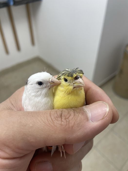 Канарейка сотилади